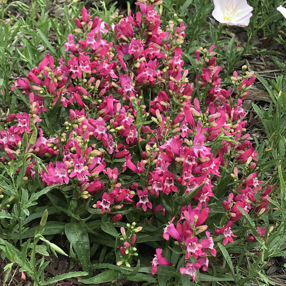 Rock Candy® Pink Improved Penstemon blooming with compact pink flower spikes in full sun