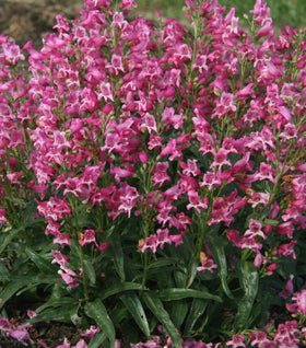 Rock Candy® Pink Improved Penstemon