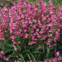 Rock Candy® Pink Improved Penstemon with deep pink tubular flowers blooming in a sunny perennial border