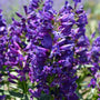 Rock Candy® Purple Penstemon with deep purple tubular flowers and white throats blooming in a sunny border