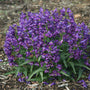 Drought tolerant purple penstemon blooming in a container with well-drained soil
