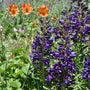 Purple beardtongue flowers attracting hummingbirds and pollinators in a sunny garden