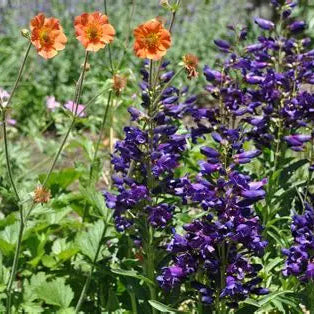 Purple beardtongue flowers attracting hummingbirds and pollinators in a sunny garden