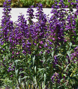 Rock Candy® Purple Penstemon