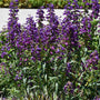 Rock Candy® Purple Penstemon blooming with compact purple flower spikes in full sun