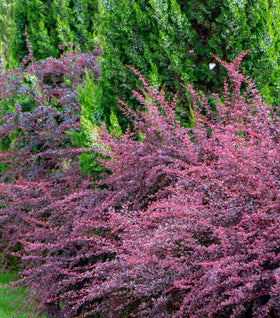 Rose Glow Barberry