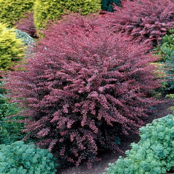 Buy Rose Glow Barberry Online | Garden Goods Direct