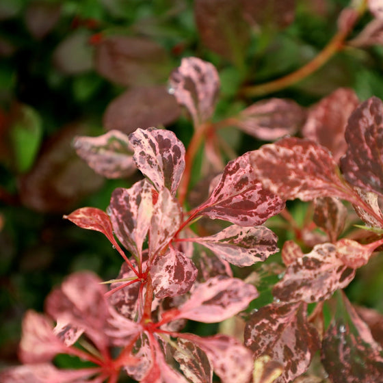 unique coloring rose glow barberry
