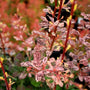 close up foliage on rose glow barberry