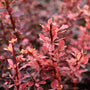 Rose Glow Barberry red foliage