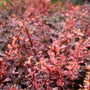 vibrant red landscaping shrub