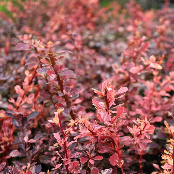vibrant red landscaping shrub