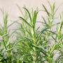 close up of the fragrant rosemary arp foliage