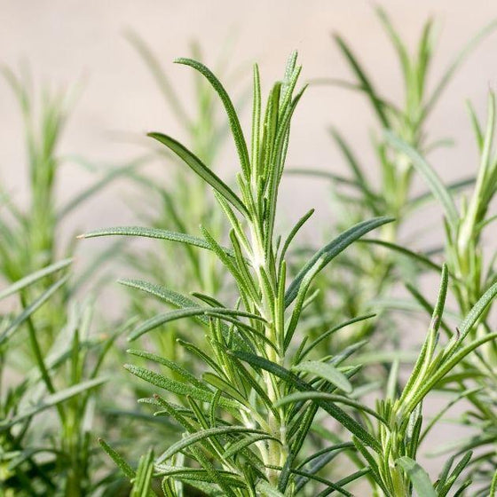 Rosemary Arp for Sale | Garden Goods Direct