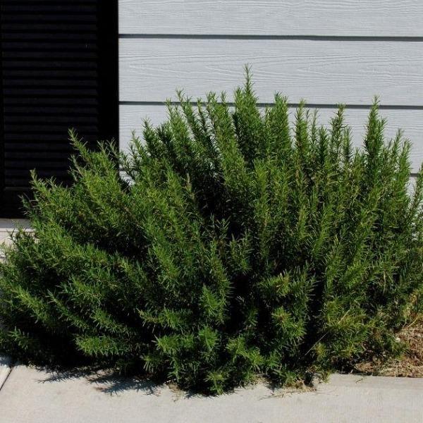 Rosemary Arp for Sale Garden Goods Direct