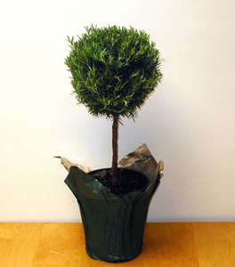 Rosemary Ball Topiary