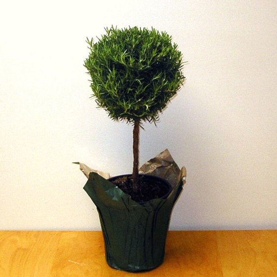 rosemary ball topiary is small enough for a table top and fills the room with fragrance