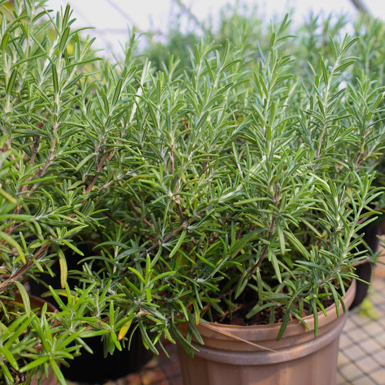 close up view of Tuscan blue rosemary plant potted