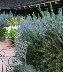 Rosemary Tuscan Blue