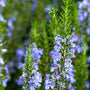 Close-up of Rosemary Tuscan Blue fragrant needle-like foliage ready for culinary harvest