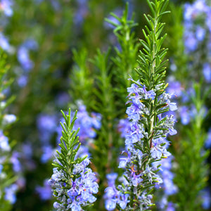 Close-up of Rosemary Tuscan Blue fragrant needle-like foliage ready for culinary harvest
