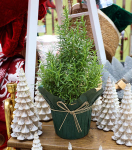 Rosemary Tuscan Blue