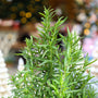 close up view of bright green aromatic foliage on rosemary topiary