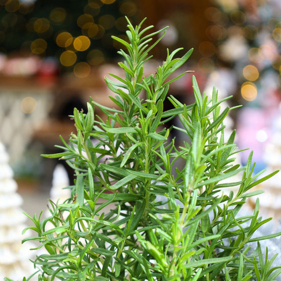 close up view of bright green aromatic foliage on rosemary topiary