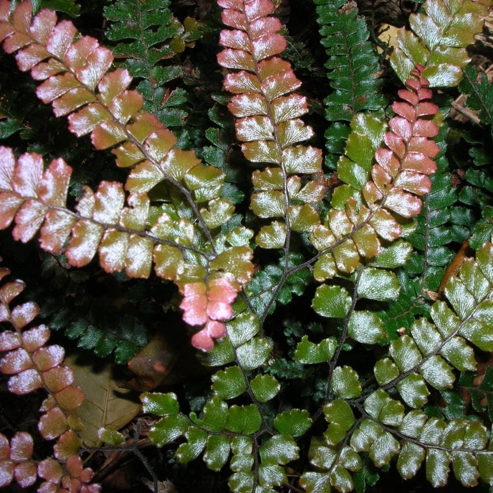 Rosy Maidenhair Fern - 4 Inch Pot