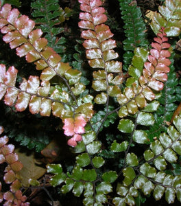 Rosy Maidenhair Fern