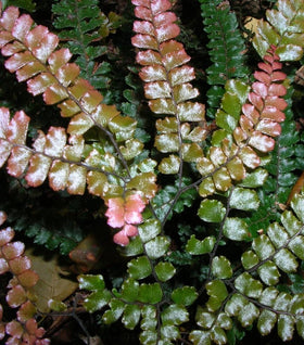 Rosy Maidenhair Fern
