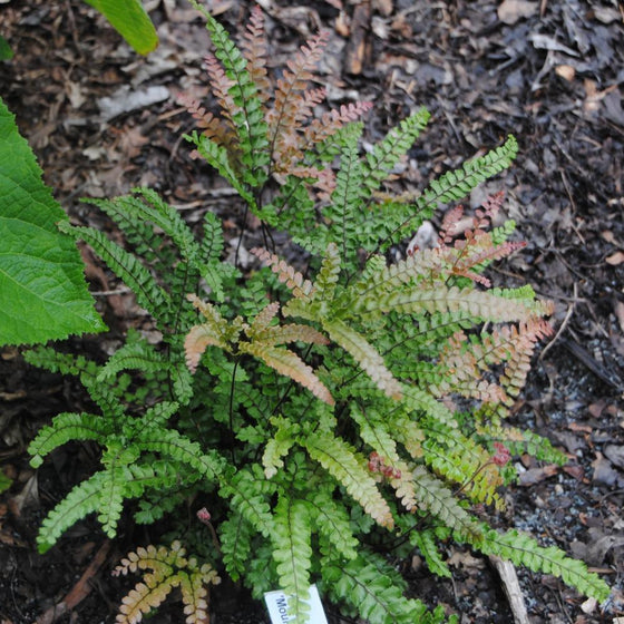 Rosy Maidenhair Fern for Sale | Garden Goods Direct