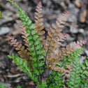 Close up of a Rosy Maidenhair Fern with green and rose colored fronds