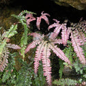 Rosy Australian Maidenhair Fern with pink fronds and green foliage