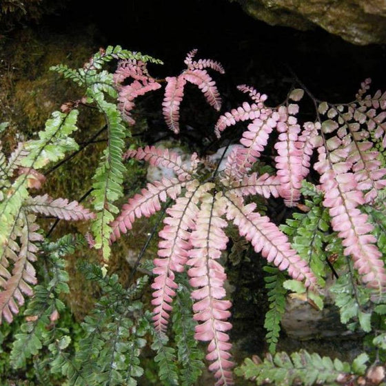 Rosy Australian Maidenhair Fern with pink fronds and green foliage