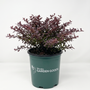 A small potted plant with dense burgundy and dark green foliage, in a dark green nursery pot with the 'Woodies Garden Goods' logo, photographed against a plain white background.