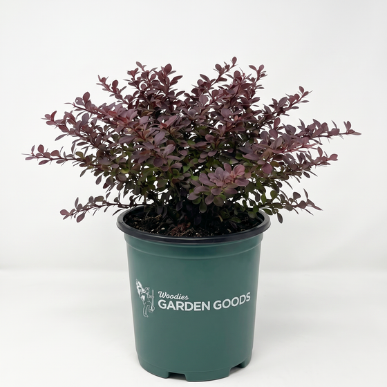 A small potted plant with dense burgundy and dark green foliage, in a dark green nursery pot with the 'Woodies Garden Goods' logo, photographed against a plain white background.