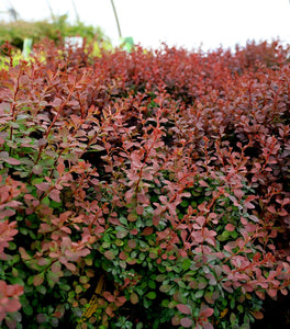 Royal Burgundy Barberry