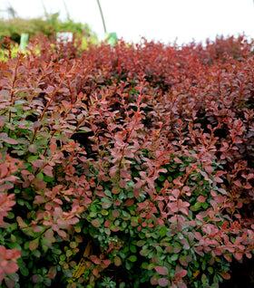 Royal Burgundy Barberry