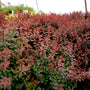 The bright red growth of the Royal Burgundy Barberry.