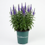 Royal Candles Veronica with upright blue-purple flower spikes blooming in a sunny pollinator garden
