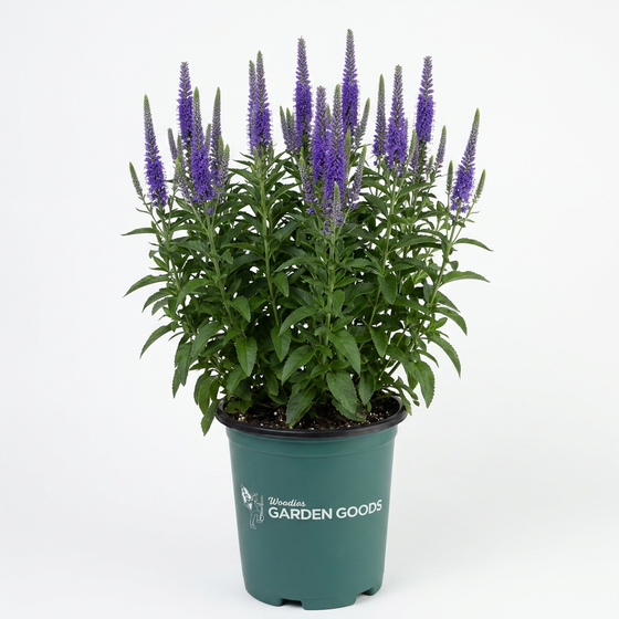 Royal Candles Veronica with upright blue-purple flower spikes blooming in a sunny pollinator garden