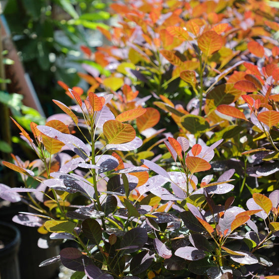 unique purple leaved tree
