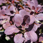 close look at the circular leaves of the royal purple smoke tree