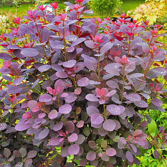 smoke tree seed pod Monkey Earpod Tree Enterolobium contortisiliquum 20 Seeds – R&B Floridaseeds