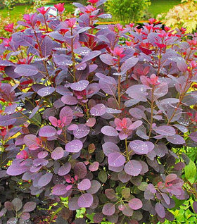 Royal Purple Smoke Tree