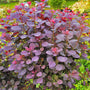 purple red foliage of the royal purple smoke tree