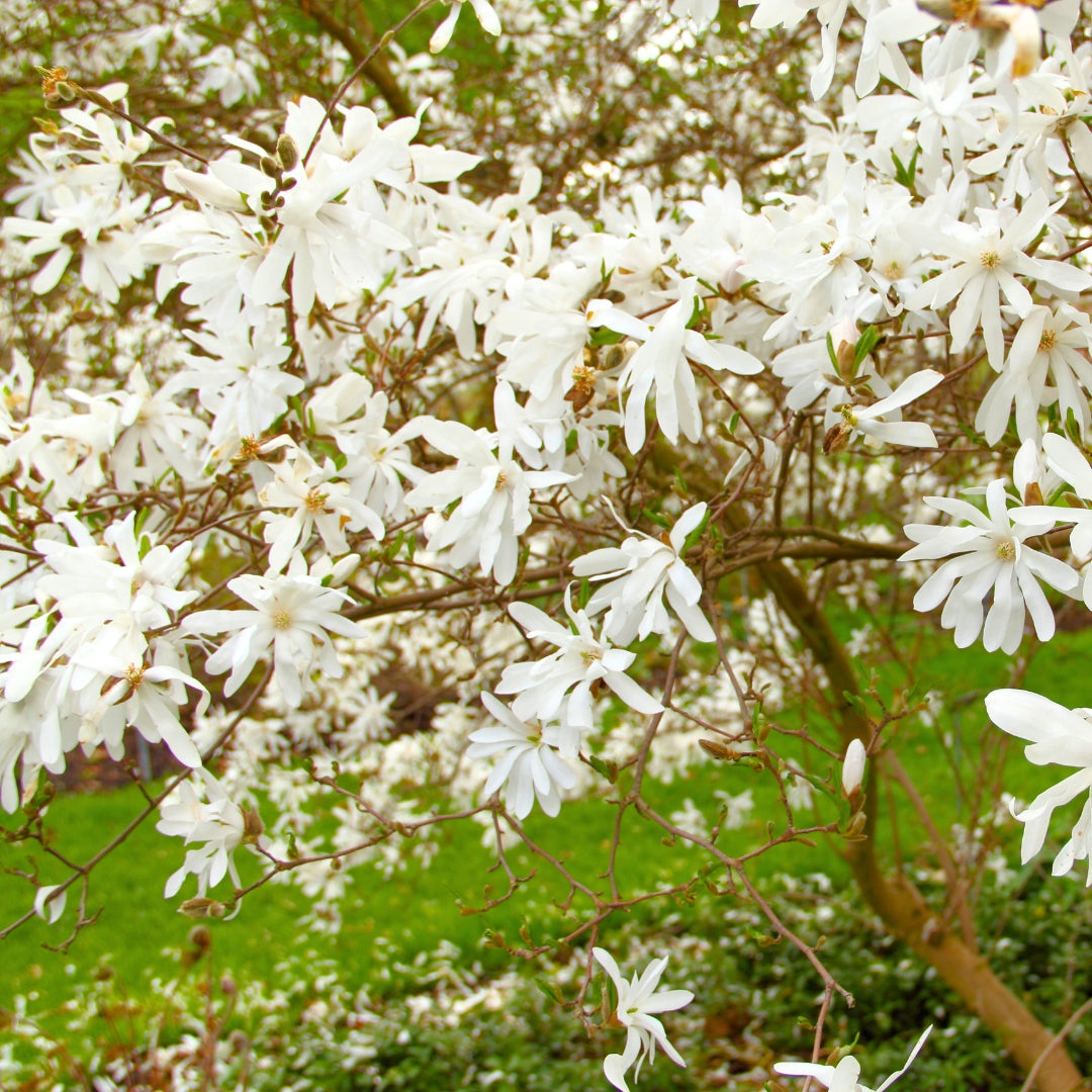 Royal Star Magnolia | Fragrant White Spring Blooms for Sale