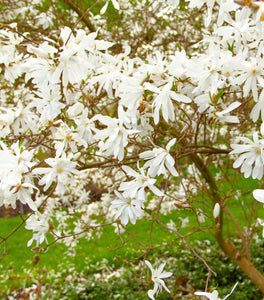 Royal Star Magnolia