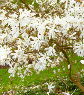 Royal Star Magnolia